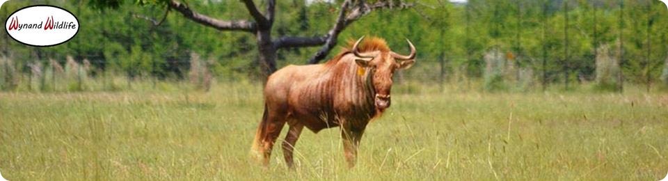 golden gnu wildebeest bulls cows heifers for sale