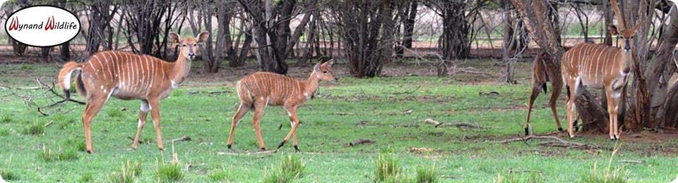 Nyala bulls ewes for sale