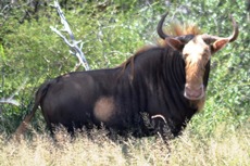 Kings wildebeest bulls cows heifers splits for sale