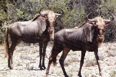 Seretsi wildebeest bulls cows heifers for sale